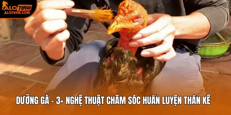 Dưỡng gà